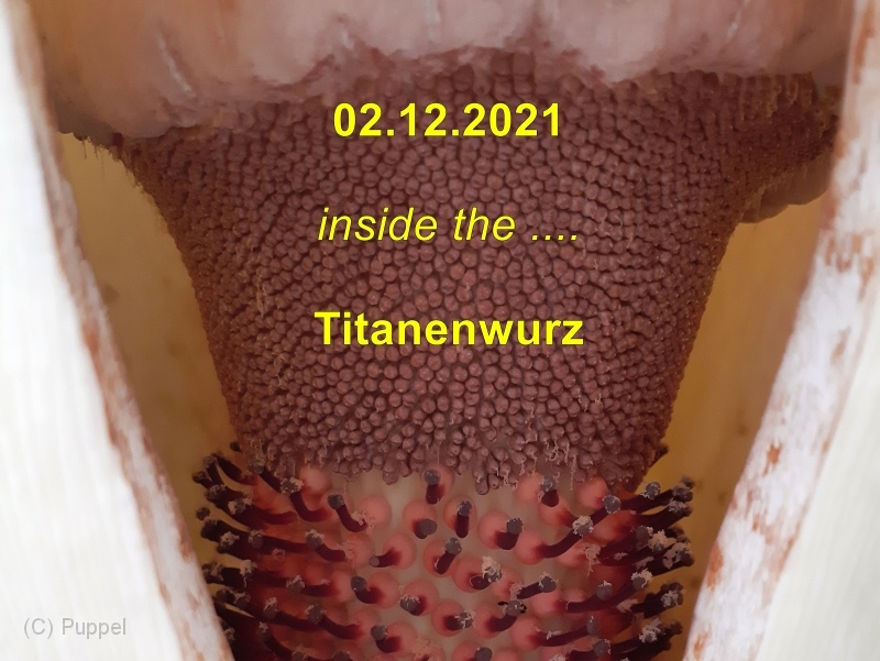 2021/20211202 Berggarten Inside Titanenwurz/index.html